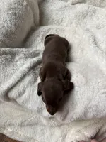 Cocoa (AKC), a female Dachshund for sale in Belton, TX – 3 of 3