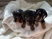Odie (AKC), a male Dachshund for sale in Belton, TX – 3 of 4