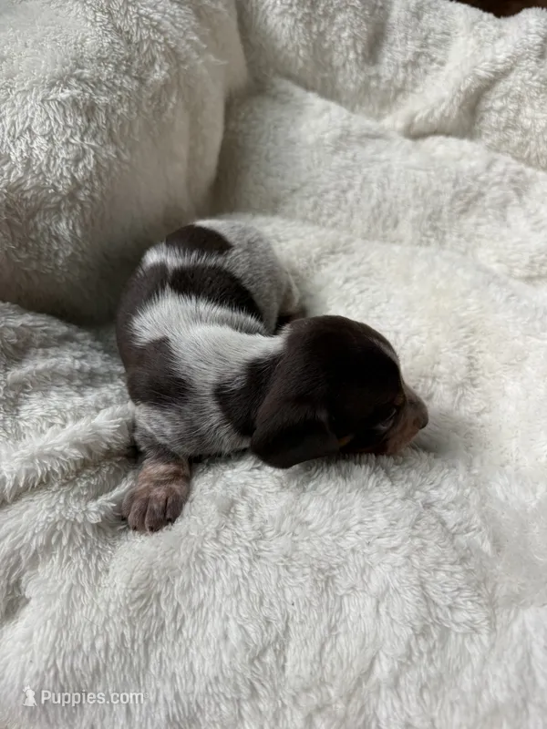 Cody (AKC) – Dachshund puppy for sale in Belton, TX