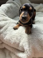 Odie, a male Dachshund for sale in Belton, TX – 4 of 5