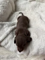 Cocoa, a female Miniature Dachshund for sale in Belton, TX – 5 of 5