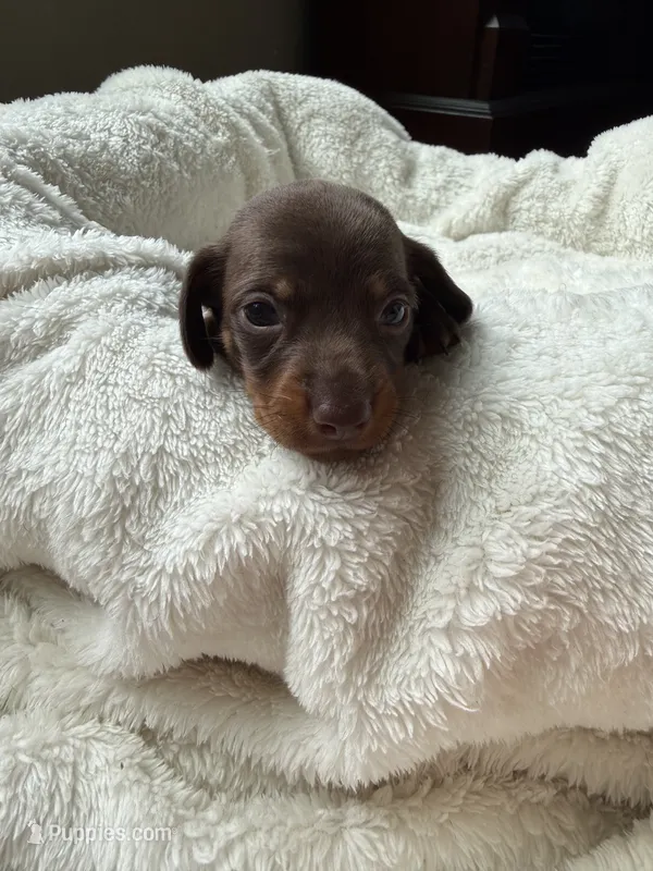 Cocoa (AKC) – Dachshund puppy for sale in Belton, TX