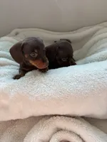 Bree, a female Miniature Dachshund for sale in Belton, TX – 3 of 5