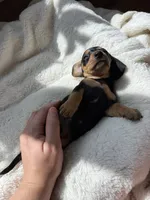 Odie (AKC), a male Dachshund for sale in Belton, TX – 6 of 7