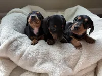 Odie (AKC), a male Dachshund for sale in Belton, TX – 4 of 4