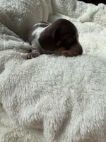 Cody, a male Miniature Dachshund for sale in Belton, TX – 4 of 4