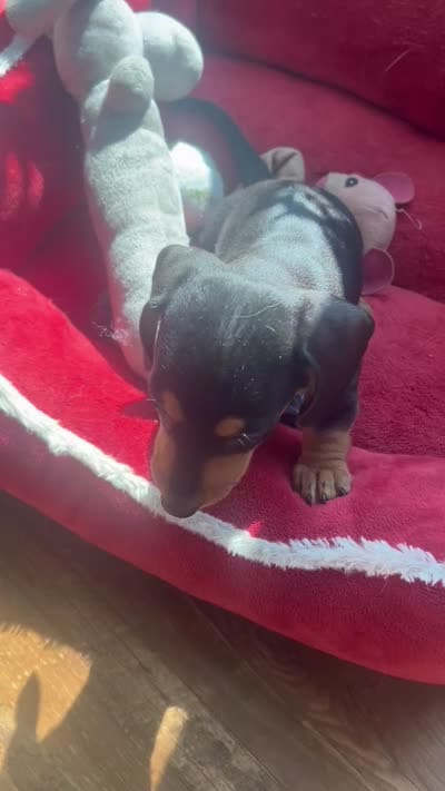 Odie (AKC), a male Dachshund for sale in Belton, TX – 2 of 7