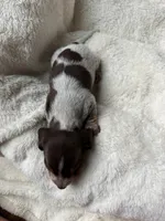 Cody, a male Miniature Dachshund for sale in Belton, TX – 2 of 4