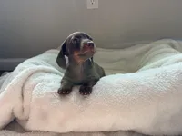 Bree (AKC), a female Dachshund for sale in Belton, TX – 5 of 7