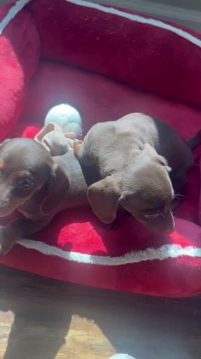 Bonnie (AKC), a female Dachshund for sale in Belton, TX – 6 of 6