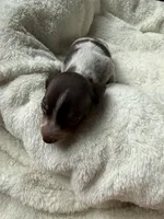 Cody, a male Miniature Dachshund for sale in Belton, TX – 3 of 4