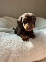 Bonnie, a female Miniature Dachshund for sale in Belton, TX – 4 of 4