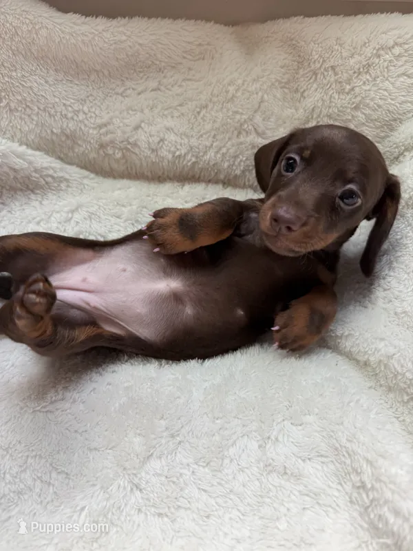 Bree (AKC) – Dachshund puppy for sale in Belton, TX