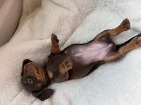 Bonnie (AKC), a female Dachshund for sale in Belton, TX – 4 of 6