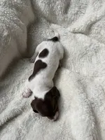 Chloe (AKC), a female Dachshund for sale in Belton, TX – 2 of 3