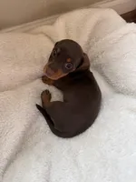 Bonnie (AKC), a female Dachshund for sale in Belton, TX – 2 of 6
