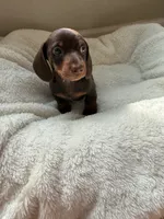 Buster, a male Miniature Dachshund for sale in Belton, TX – 3 of 4