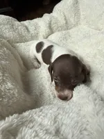 Chloe, a female Miniature Dachshund for sale in Belton, TX – 1 of 3