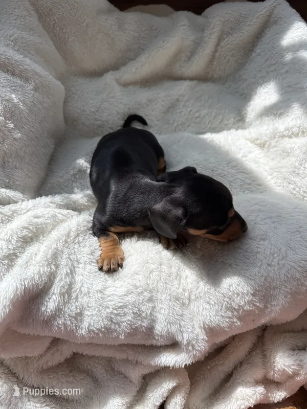 Odie (AKC) – Dachshund puppy for sale in Belton, TX