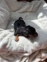Odie (AKC), a male Dachshund for sale in Belton, TX – 1 of 7