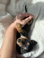 Odie, a male Miniature Dachshund for sale in Belton, TX – 3 of 7