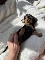 Odie, a male Miniature Dachshund for sale in Belton, TX – 5 of 7