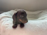 Bree, a female Miniature Dachshund for sale in Belton, TX – 5 of 5