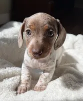Amber (AKC), a female Miniature Dachshund for sale in Belton, TX – 2 of 2