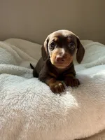 Bonnie, a female Miniature Dachshund for sale in Belton, TX – 3 of 4