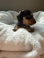 Odie (AKC), a male Dachshund for sale in Belton, TX – 4 of 7