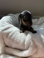 Otis , a male Miniature Dachshund for sale in Belton, TX – 1 of 2