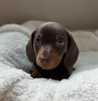 Buster, a male Miniature Dachshund for sale in Belton, TX – 2 of 4