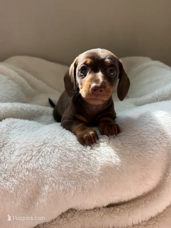 Bonnie (AKC) – Dachshund puppy for sale in Belton, TX