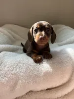 Bonnie (AKC), a female Dachshund for sale in Belton, TX – 1 of 6
