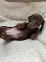 Bree (AKC), a female Dachshund for sale in Belton, TX – 2 of 4