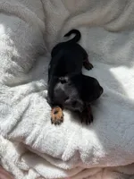 Otis, a male Miniature Dachshund for sale in Belton, TX – 4 of 4