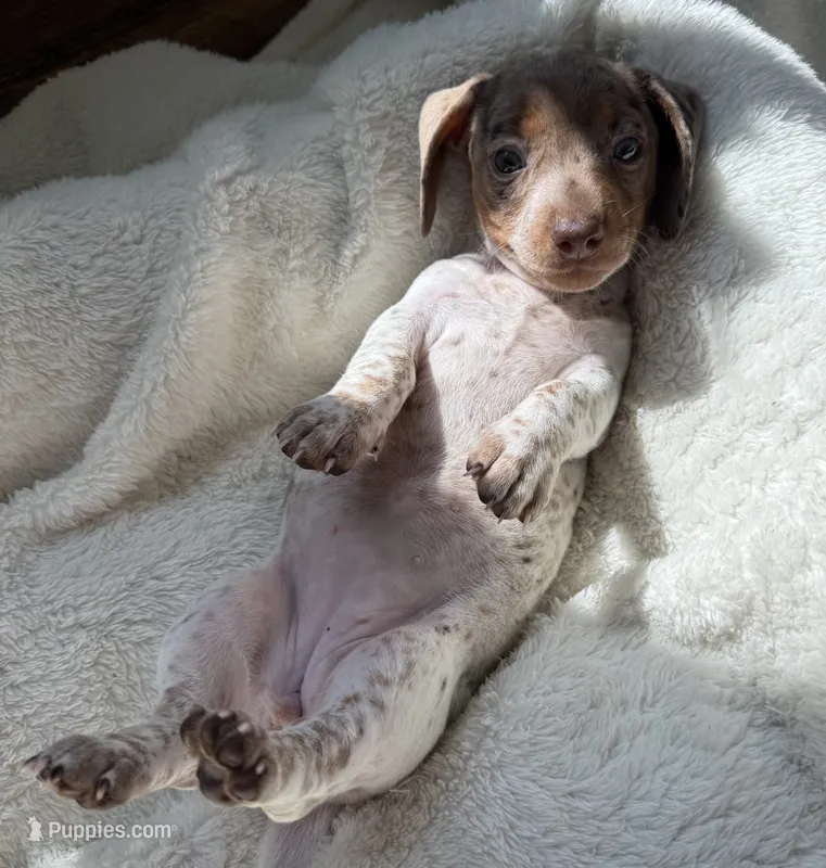 Amber (AKC) – Miniature Dachshund puppy for sale in Belton, TX
