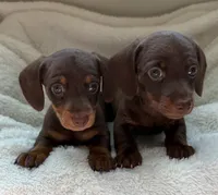 Bree, a female Miniature Dachshund for sale in Belton, TX – 2 of 4