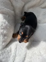 Ollie, a male Miniature Dachshund for sale in Belton, TX – 3 of 5