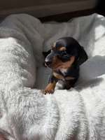 Ollie, a male Miniature Dachshund for sale in Belton, TX – 2 of 5