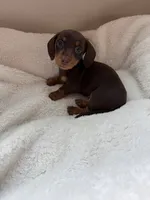 Bonnie, a female Miniature Dachshund for sale in Belton, TX – 3 of 5