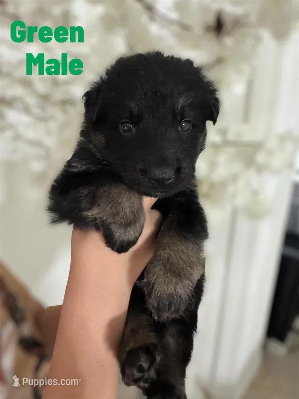 Green  – German Shepherd Dog puppy for sale in Tampa, FL