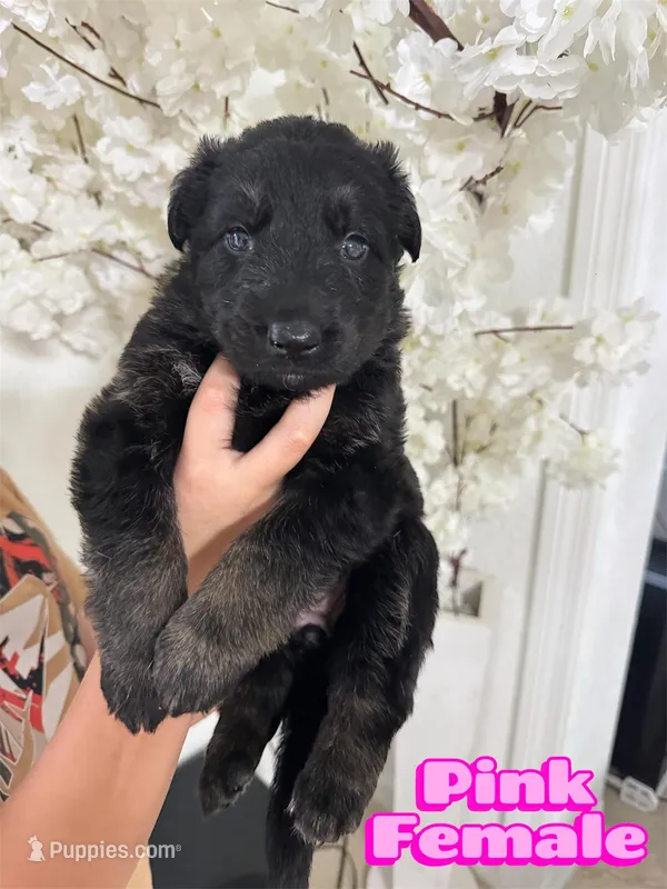 Pink female , a male German Shepherd Dog for sale in Tampa, FL – Photo 1 of 1