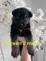 Yellow puppy , a male German Shepherd Dog for sale in Tampa, FL – Photo 2 of 9