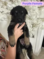 Yellow puppy , a male German Shepherd Dog for sale in Tampa, FL – Photo 4 of 9