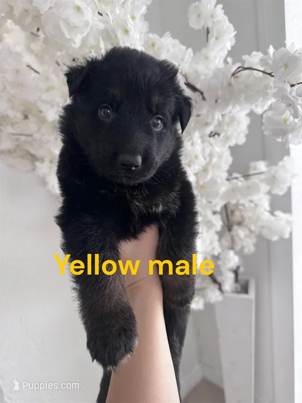 Yellow puppy  – German Shepherd Dog puppy for sale in Tampa, FL