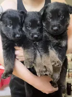 Yellow puppy , a male German Shepherd Dog for sale in Tampa, FL – Photo 9 of 9