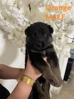 Yellow puppy , a male German Shepherd Dog for sale in Tampa, FL – Photo 7 of 9