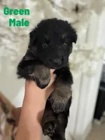 Yellow puppy , a male German Shepherd Dog for sale in Tampa, FL – Photo 8 of 9