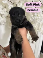 Yellow puppy , a male German Shepherd Dog for sale in Tampa, FL – Photo 6 of 9